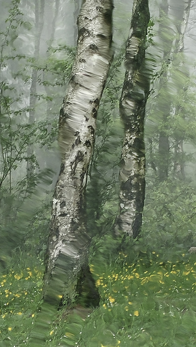 Birches in the Mist