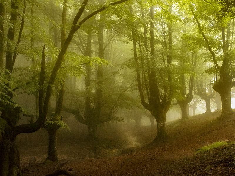 Otzaretto Forest in Mist