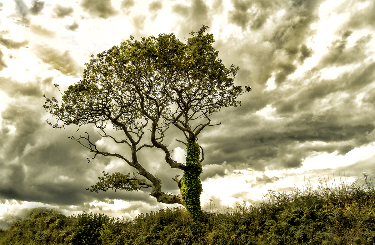 Tree on Hill Menaburle Farm