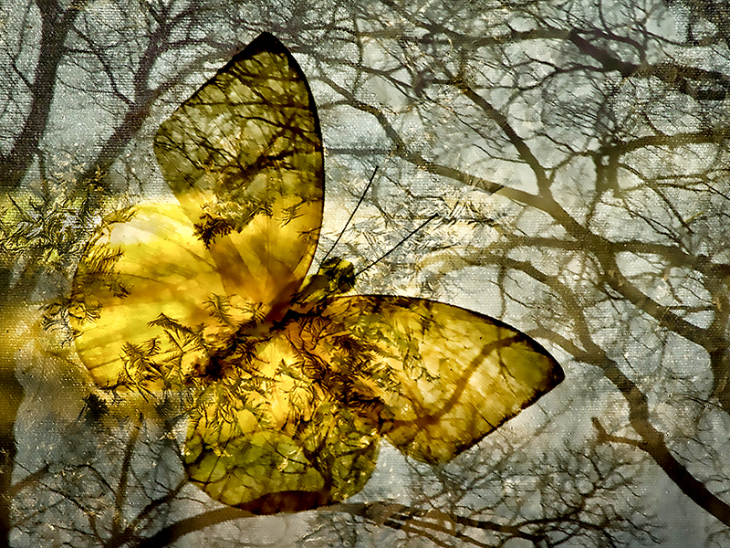 Butterfly in the Dark Woods