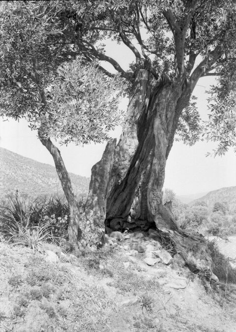 Olive Tree Crete