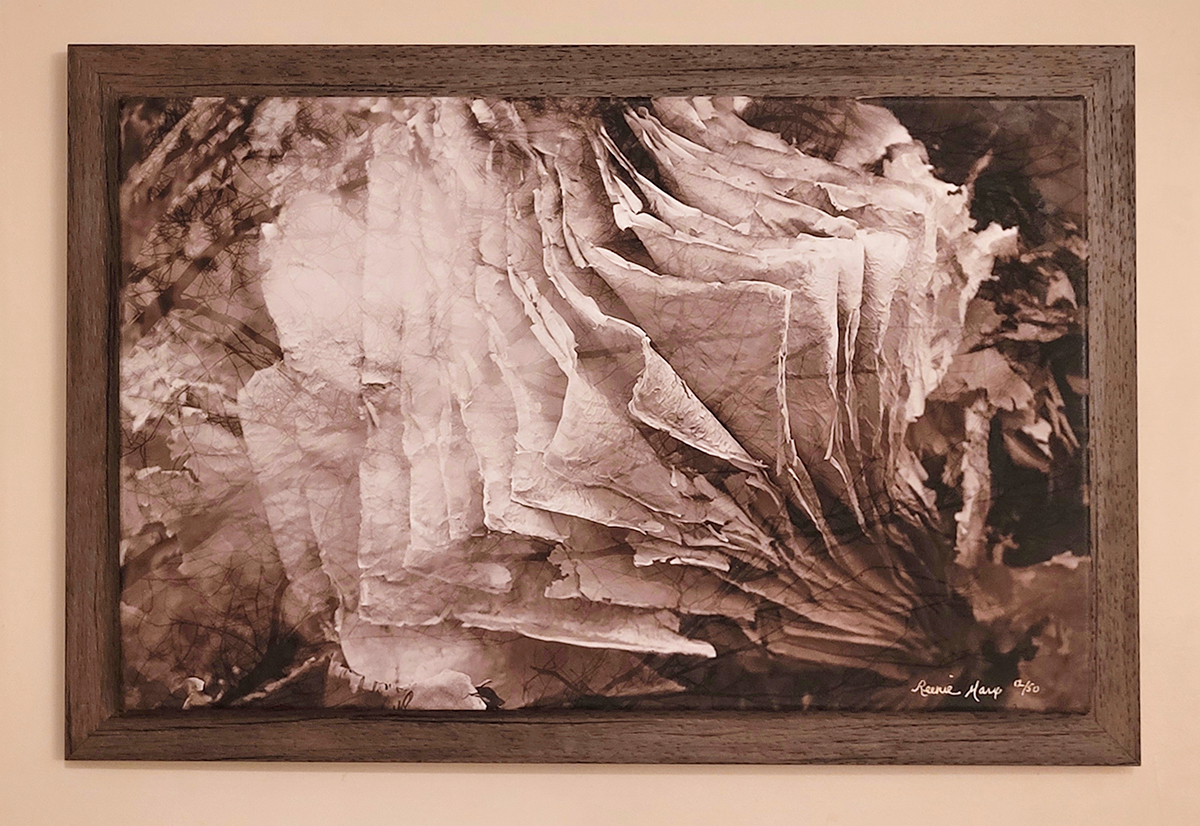 The Stories Behind the Photos: A Journey